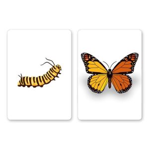 Foto CaterFly by Magical Project