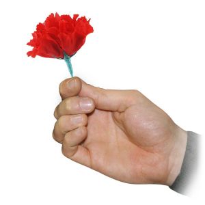 Foto Match to rose